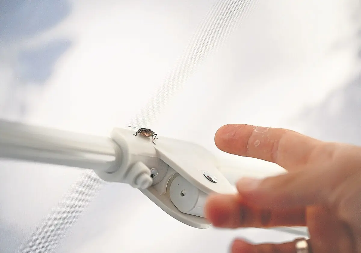 Percevejo asiátivo consegue viajar longas distancias e terá vindo de Itália para Portugal em 2019