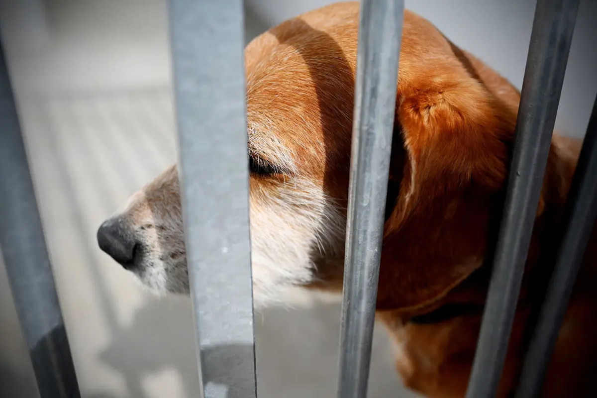 Os processos de adoção estão interrompidos temporariamente