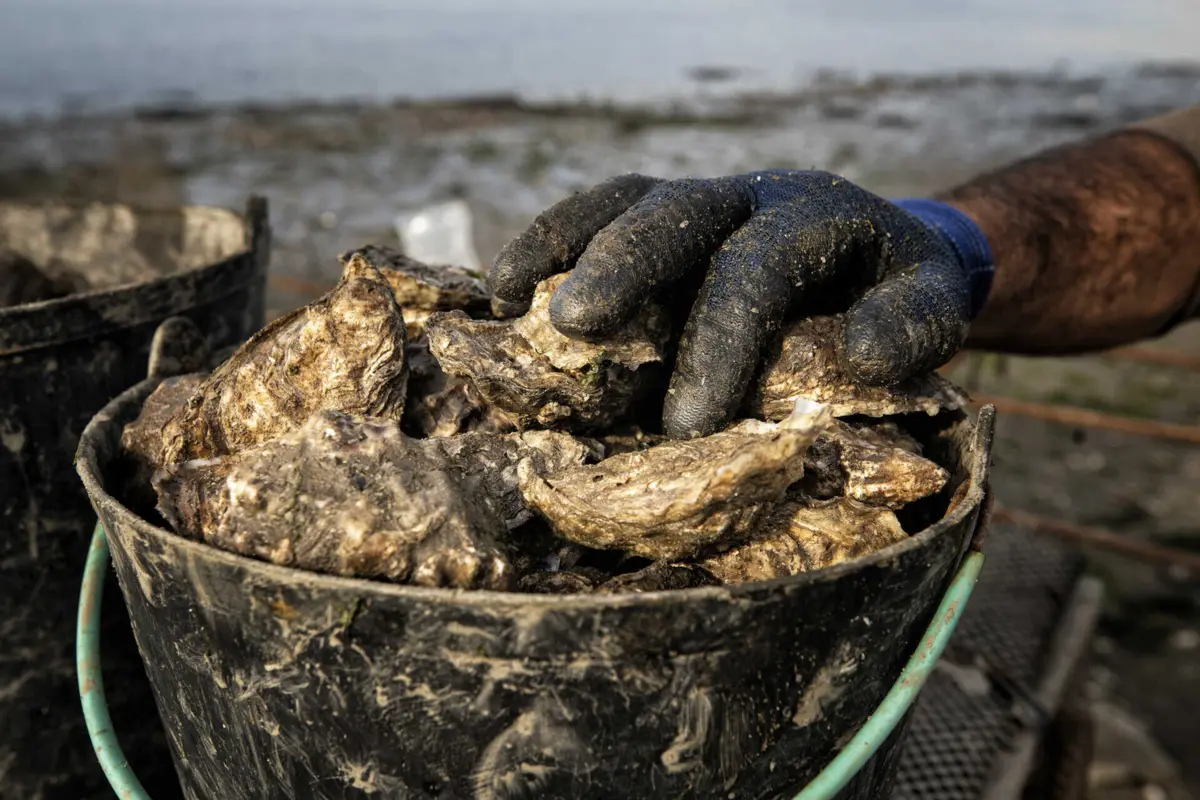 Imagem de contexto do artigo Festival ensina a apanhar bivalves na ria de Aveiro