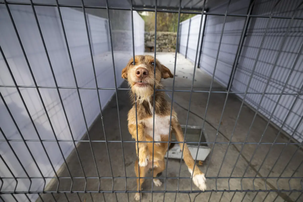 Os burlões dizem que o animal foi encontrado, submetido a tratamentos ou cirurgias, e que está disponível para devolução mediante pagamento