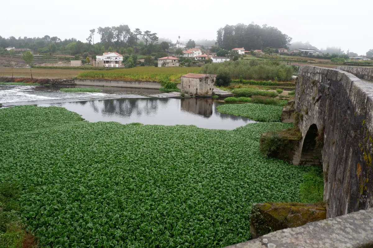 Imagem de contexto do artigo Rio Ave "invadido" por milhares de jacintos-de-água