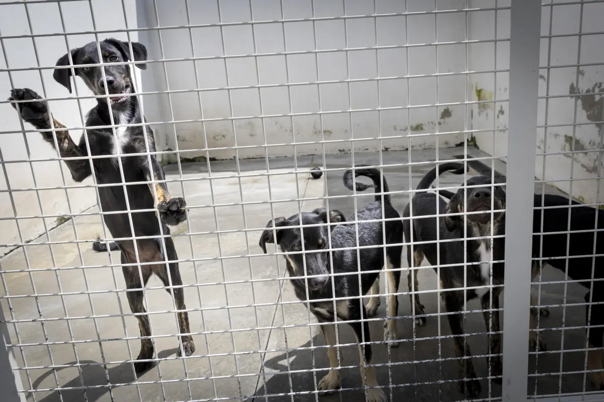 Centro de recolha do Porto abriu em 2020. Situado junto ao viveiro municipal, na zona de Campanhã, acolhe mais de duas centenas de animais