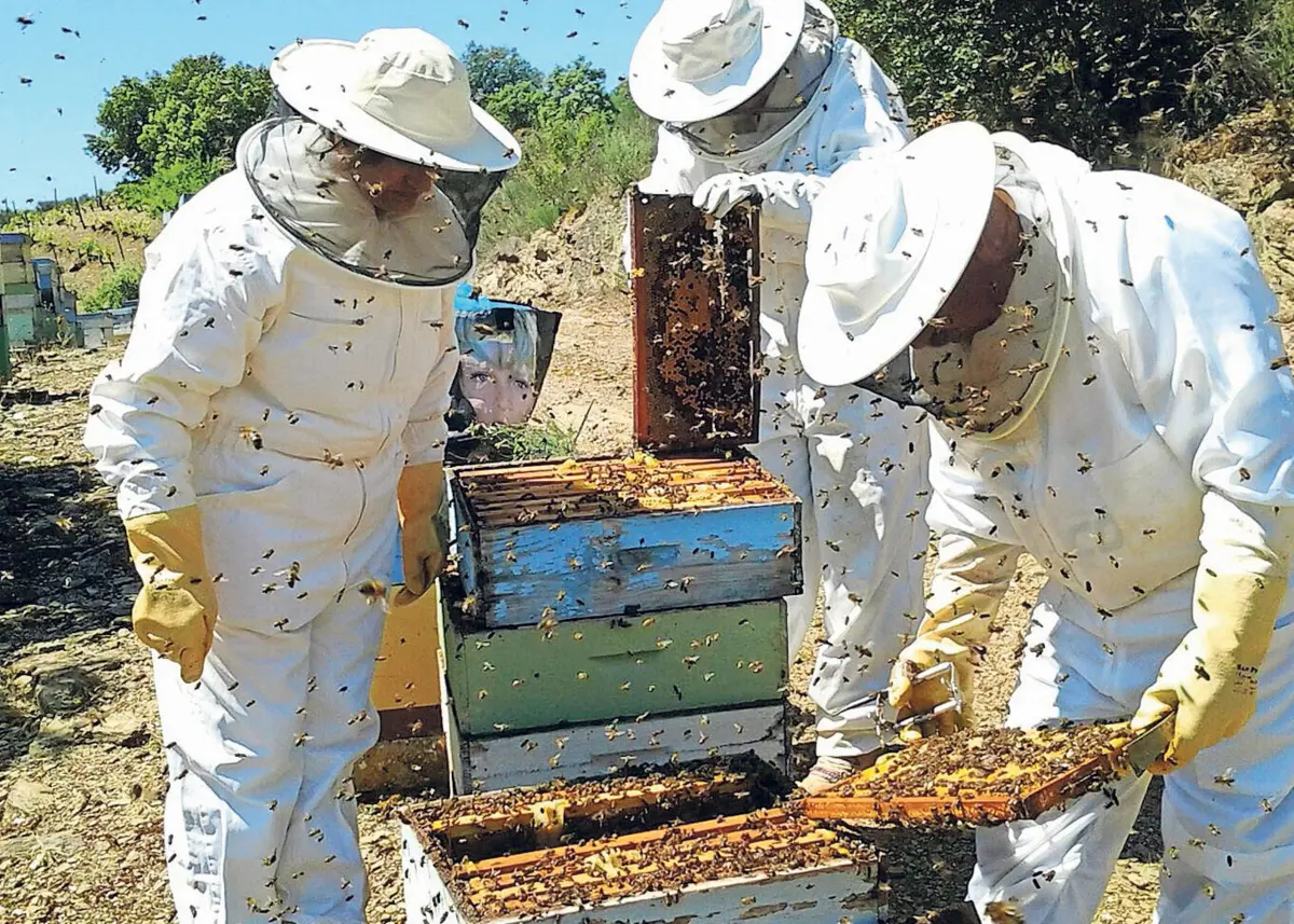 A produção da apicultura está a um nível muito reduzido devido ao aumento dos custos