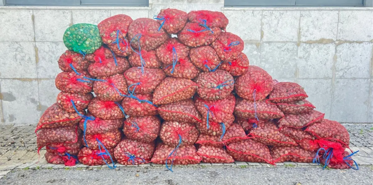 Imagem de contexto do artigo Operação desmantela rede de tráfico de amêijoas contaminadas que lucrou 1,6 milhões de euros