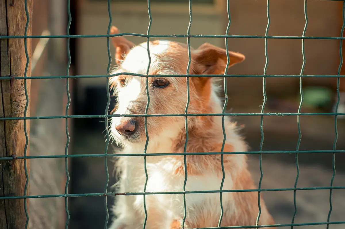 Imagem de contexto do artigo Recolha e apoio a animais em Espinho em risco por dificuldades de instituição