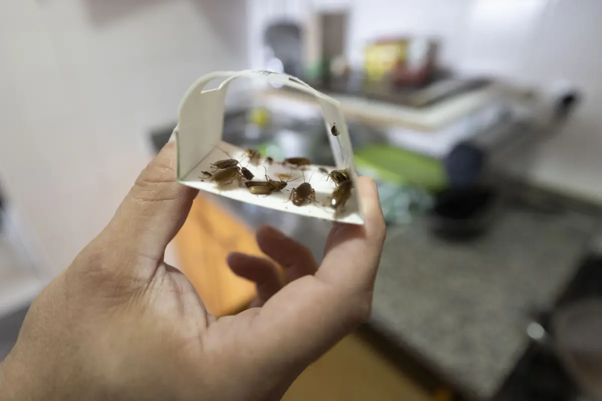 Moradores colocam armadilhas e produtos para tentar conter a praga, mas sem êxito