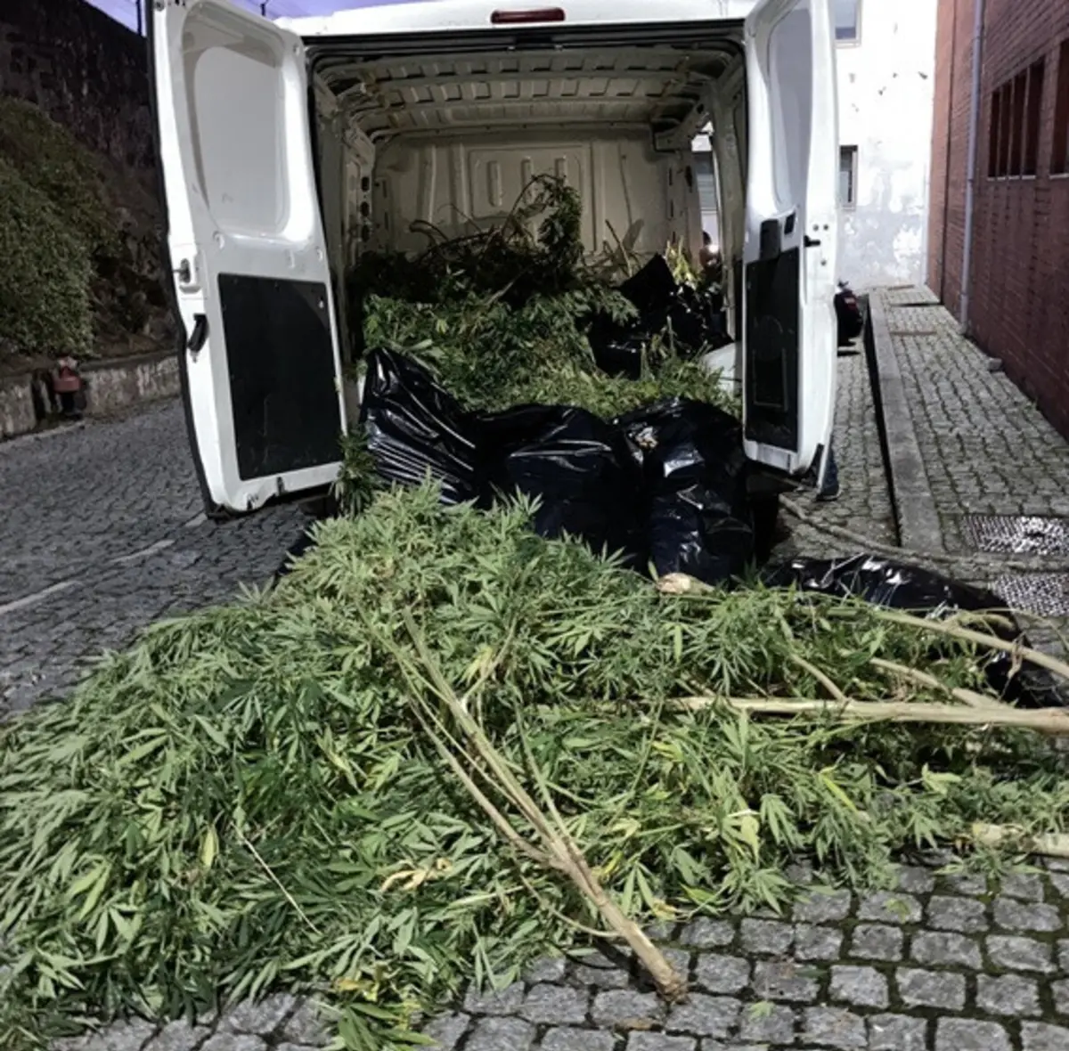 Inspetores apreenderam 100 quilos de canábis herbácea