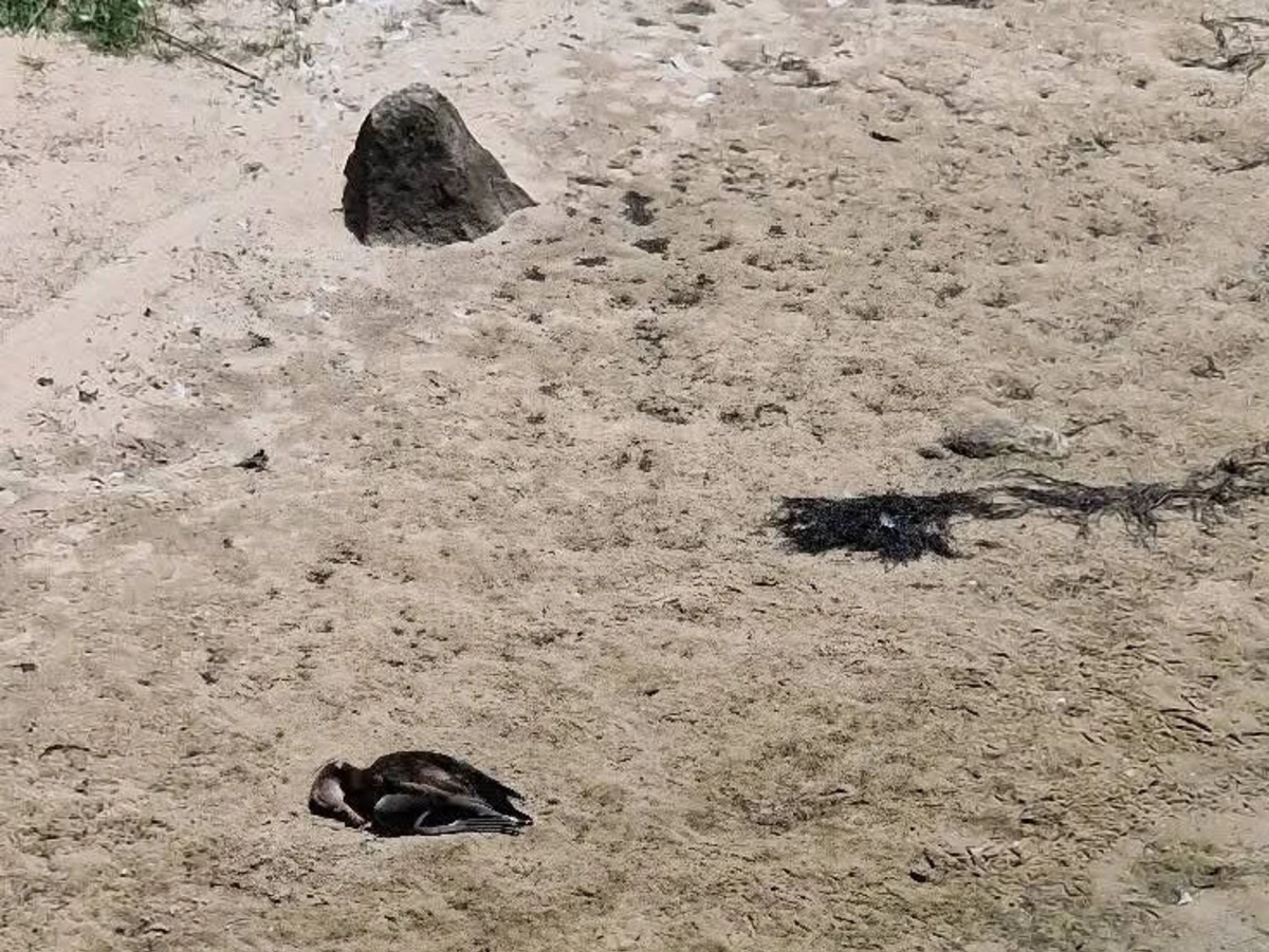 Imagens partilhadas nas redes sociais mostram animais mortos na praia de Angeiras Norte