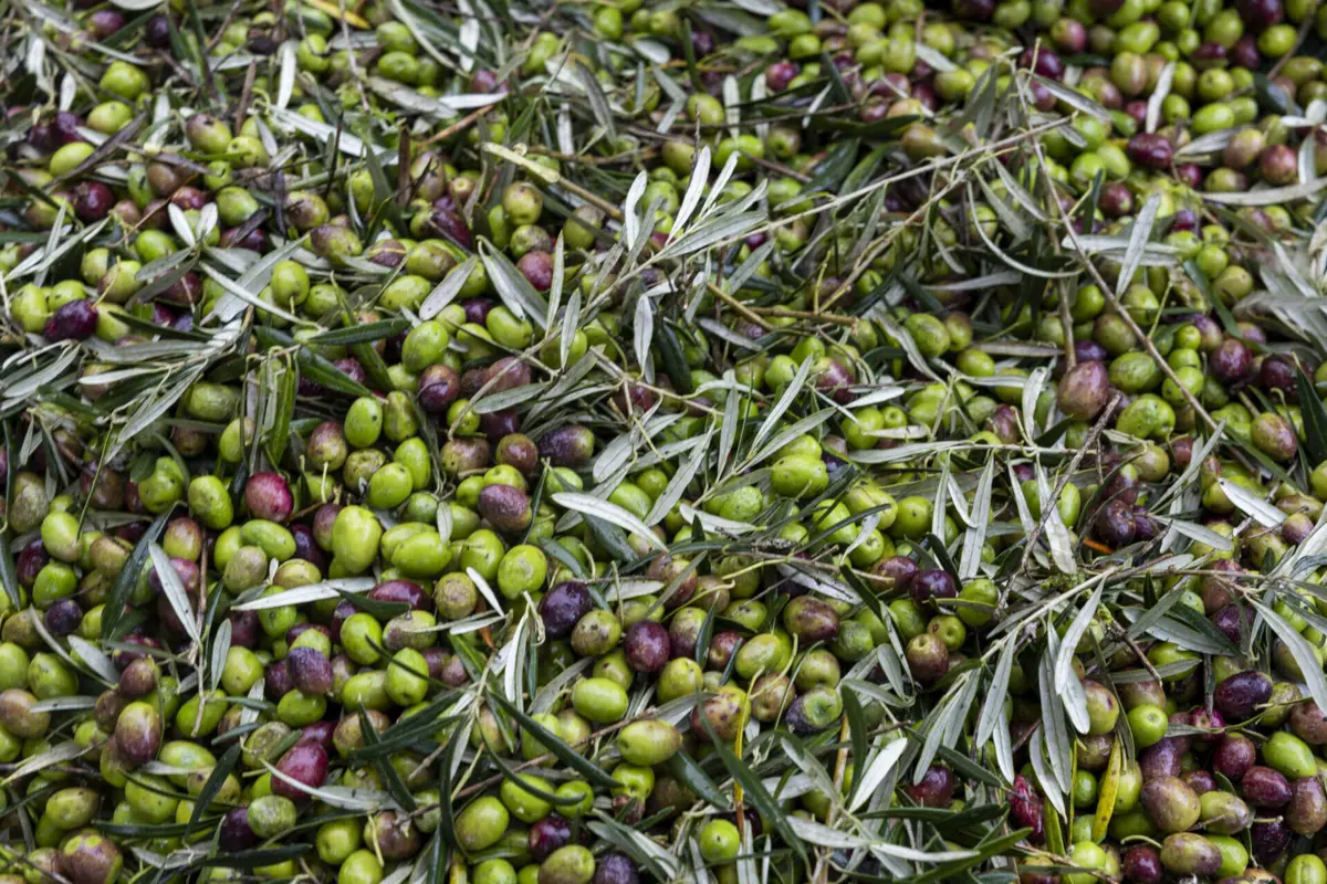 O preço das azeitonas deverá terminar o ano com um recuo de 29,5%, traduzindo sobretudo "a normalização da procura de azeitona para azeite, que foi muito elevada nos anos anteriores"