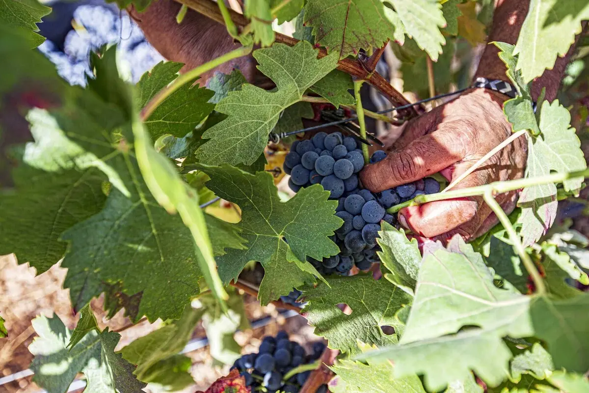 Greve de guardas obrigará cadeia a contratar pessoal externo para fazer vindima em Alcoentre