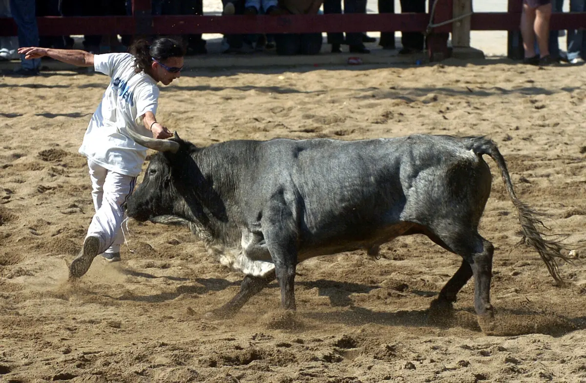 Durante as largadas na via pública de Coruche houve oito feridos
