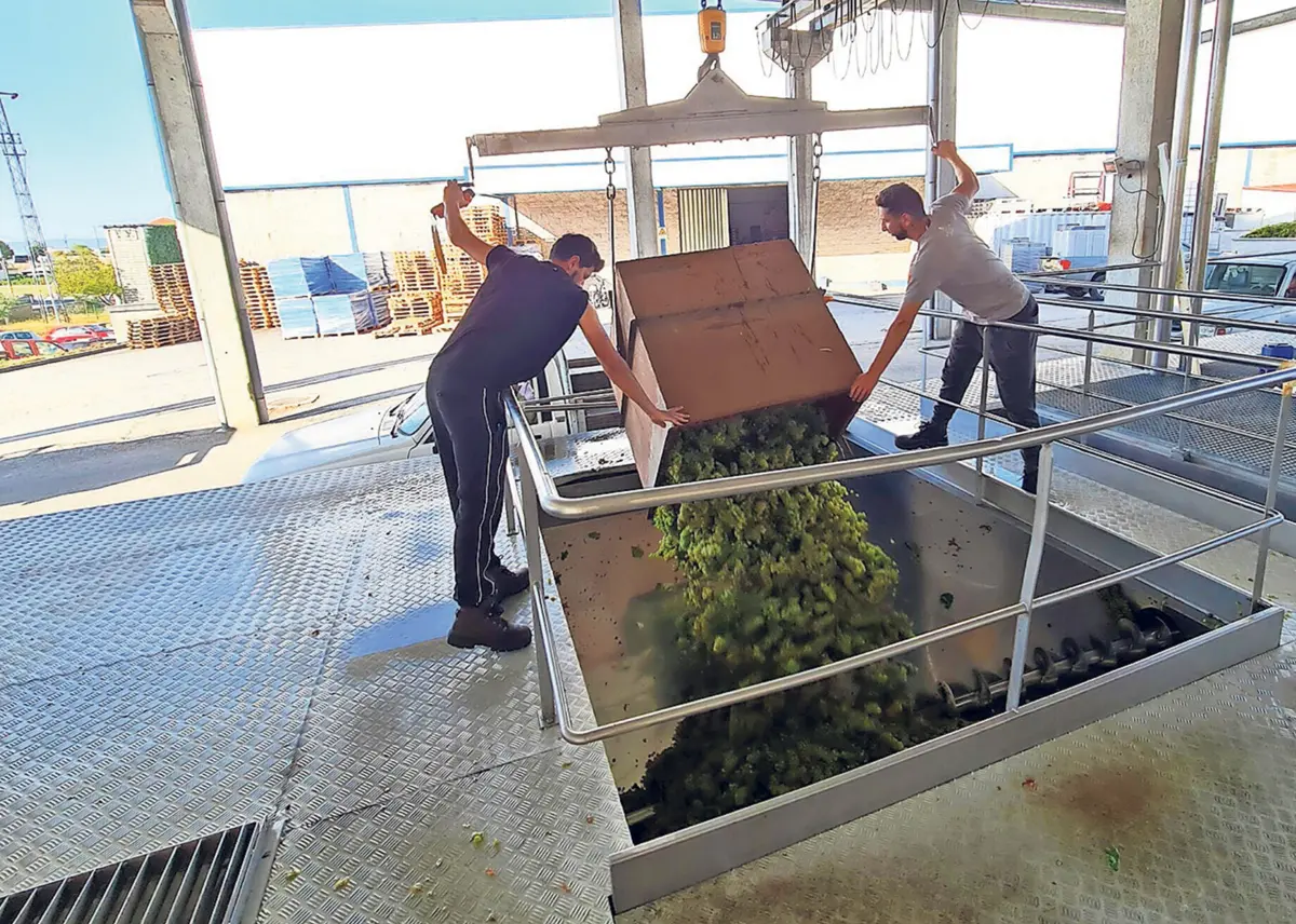 Trabalhadores das adegas cooperativas do Douro sem mãos a medir na receção das uvas