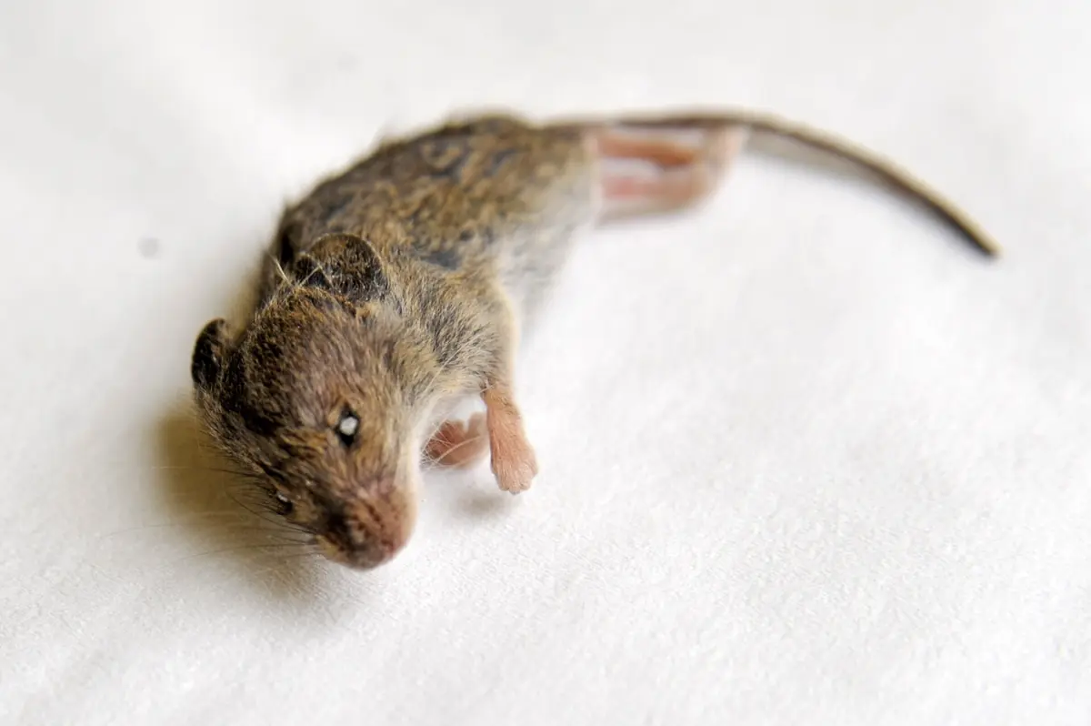 Quando é usado o veneno para controlar pragas, há ratos que vão resistir