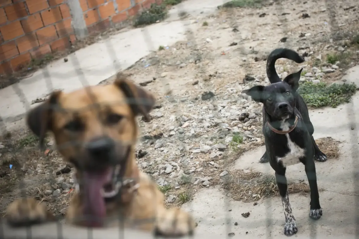 No ano passado, foram contabilizados 652 crimes