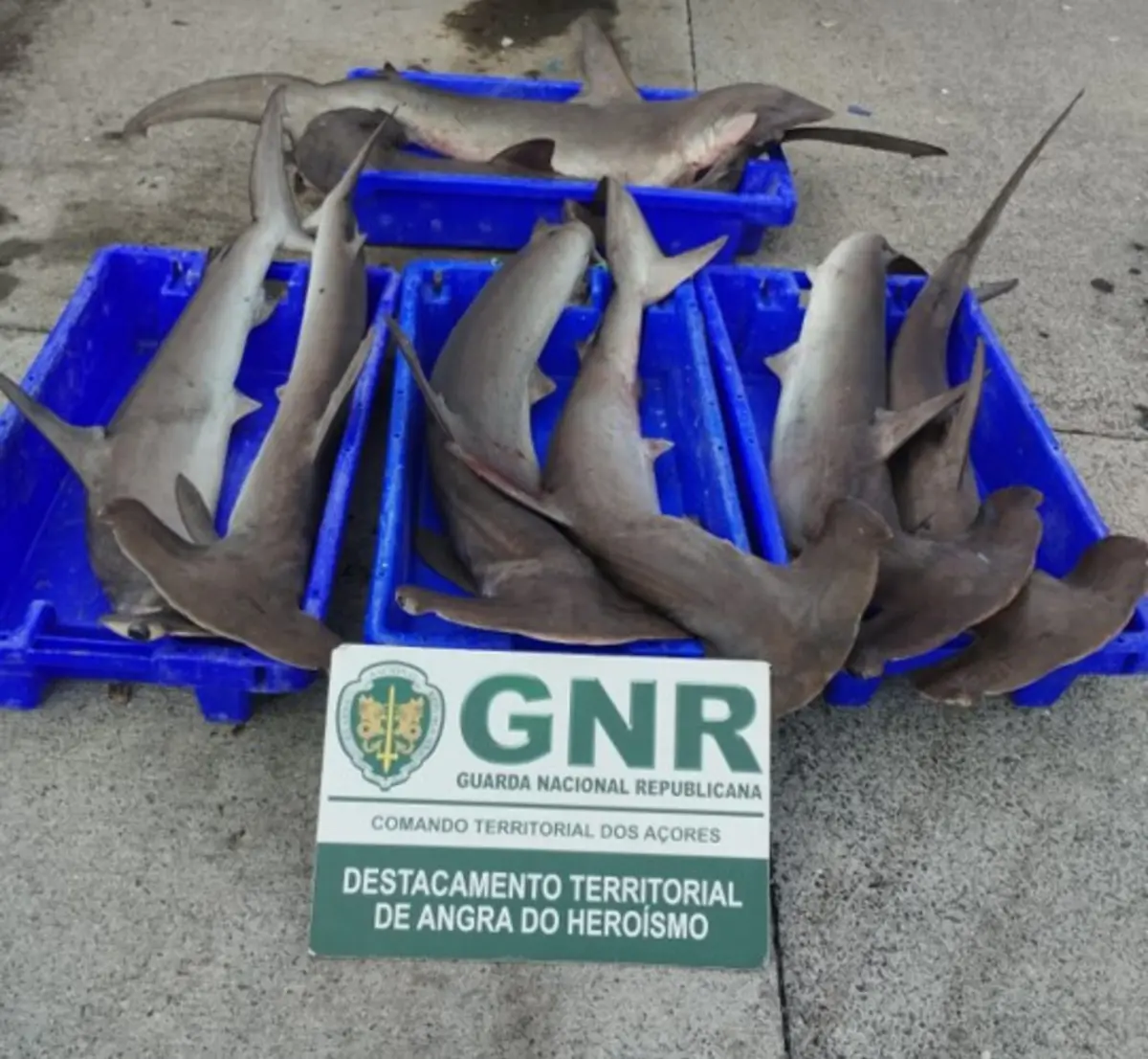 Captura desta espécie é proibida