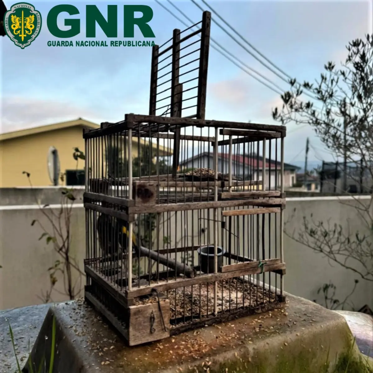 Armadilha de gaiola, apreendida pela GNR, na Maia