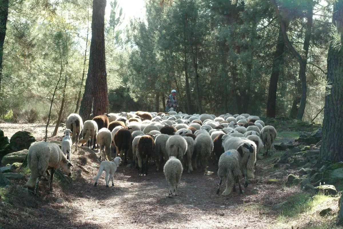 Évora é o distrito onde há mais explorações afetadas, 90