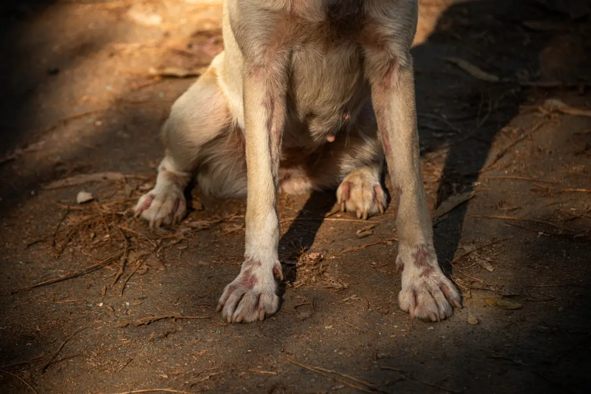 Animais não eram devidamente alimentados