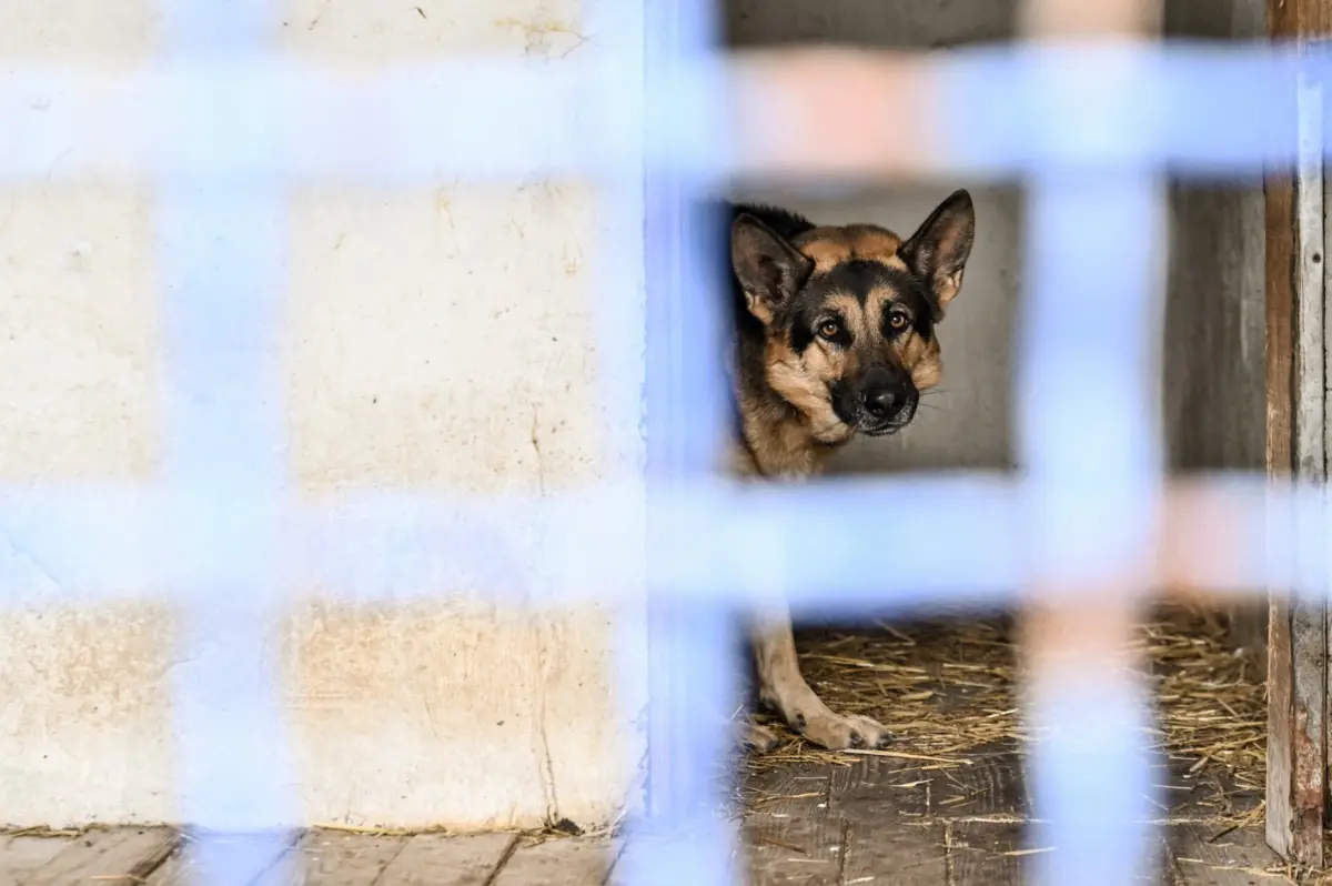 Vítima tem quatro cães de raça pastor alemão
