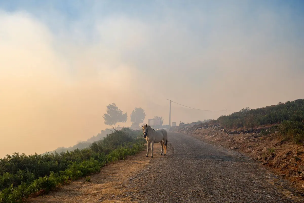O autarca explicou que vai ser preciso "restabelecer os habitats, de modo a recuperar o património natural"
