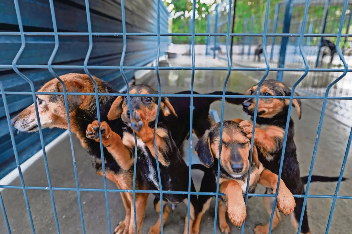 Em Portugal estão registados mais de quatro milhões de cães, gatos e furões