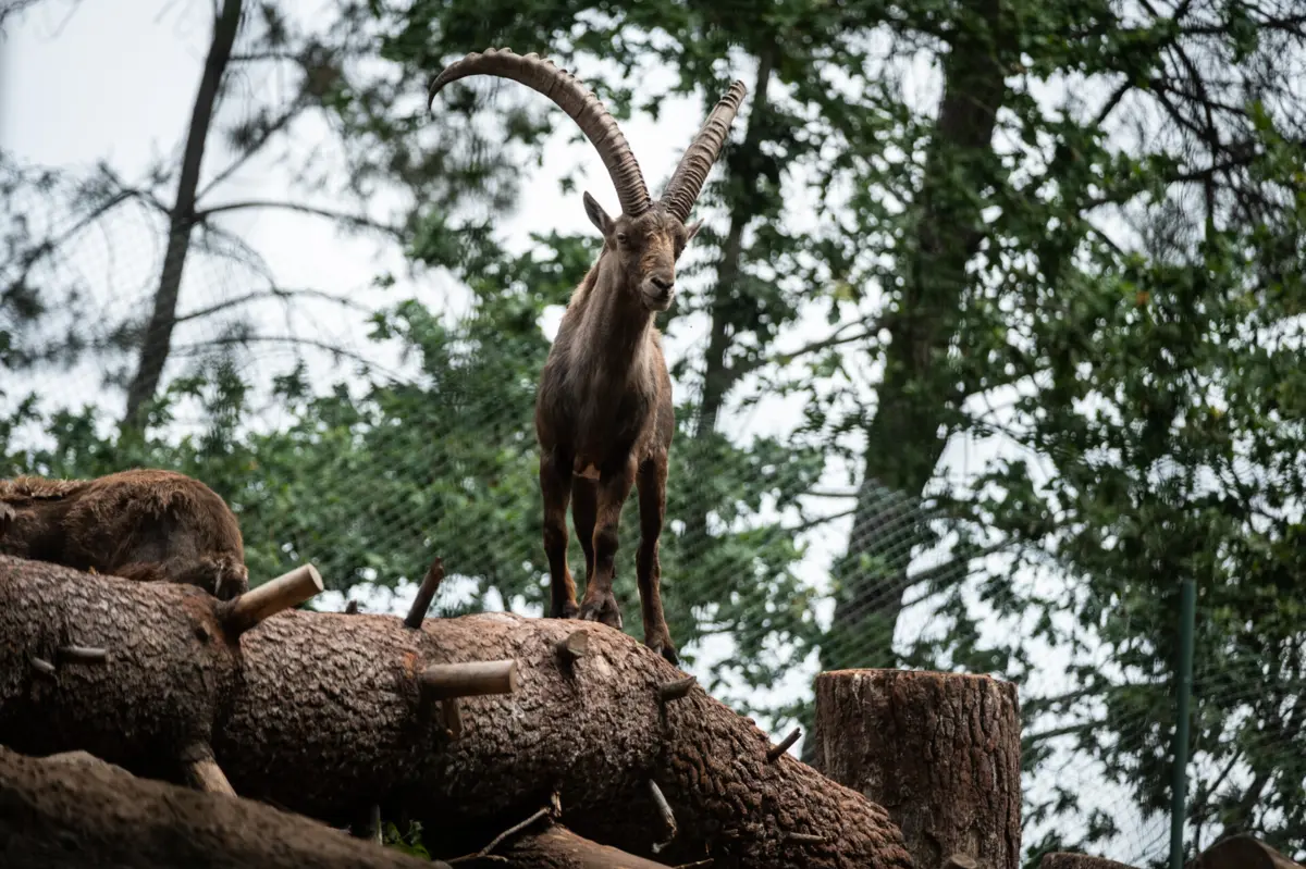 Parque Biológico de Gaia tem mais de mil animais