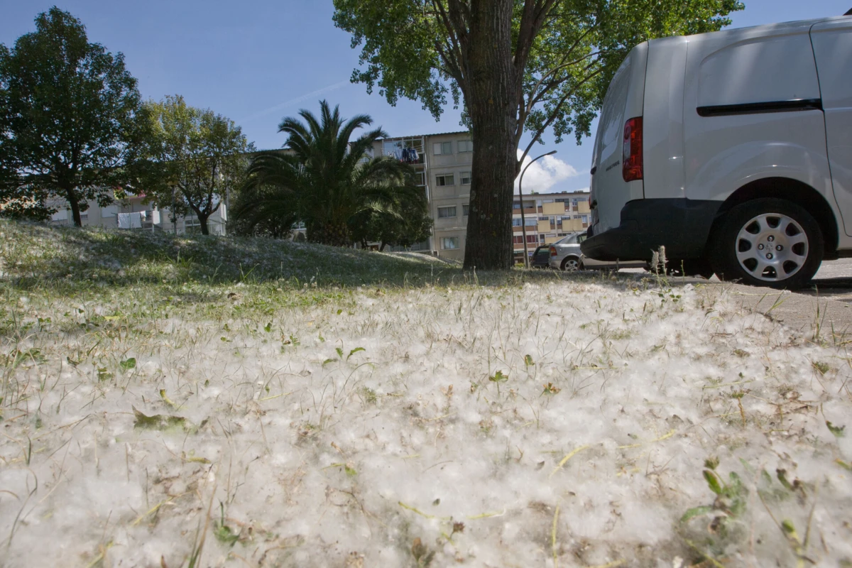 A partir de 6 de maio os doentes alérgicos corram um risco elevado