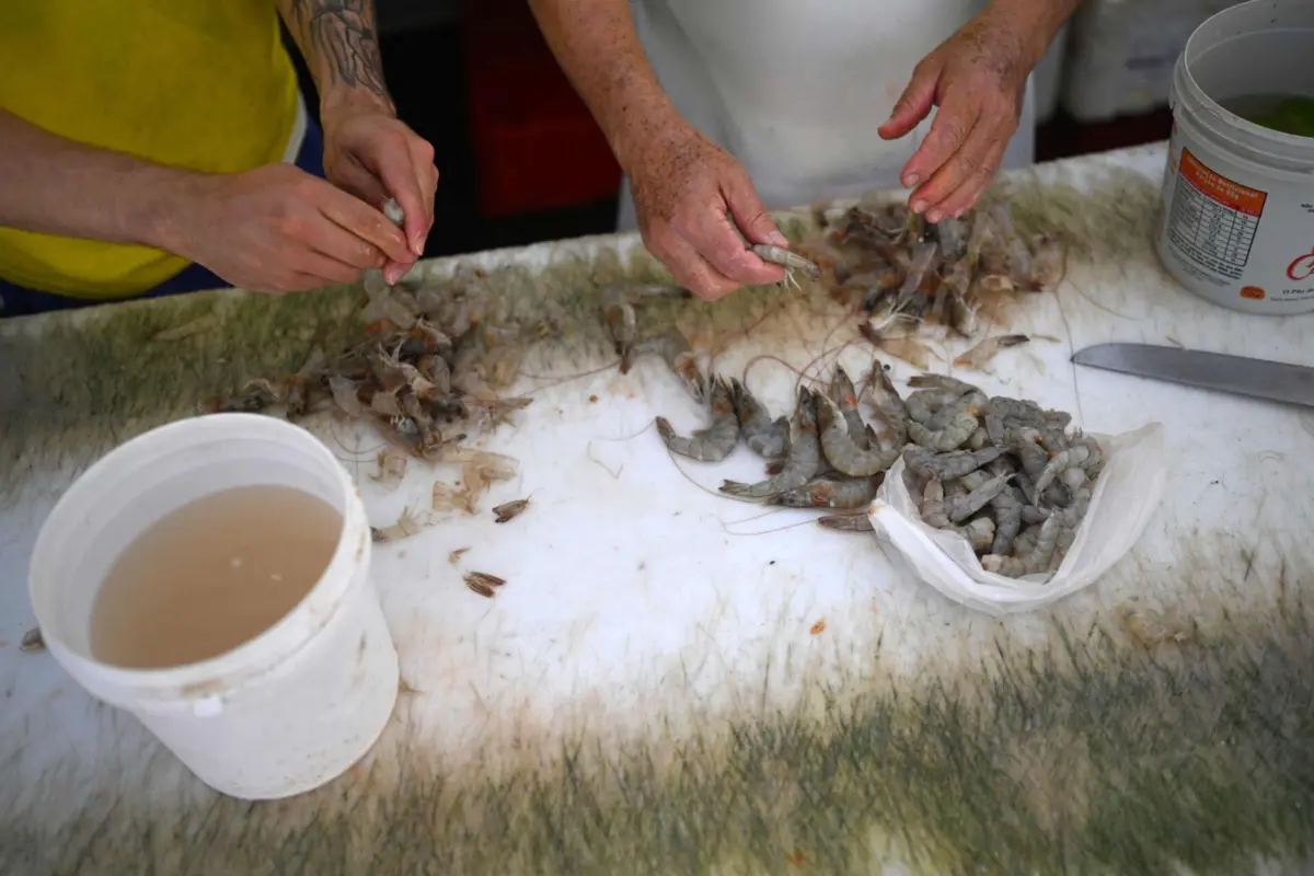Imagem de contexto do artigo Camarões radioativos forçam Indonésia a reforçar controlo