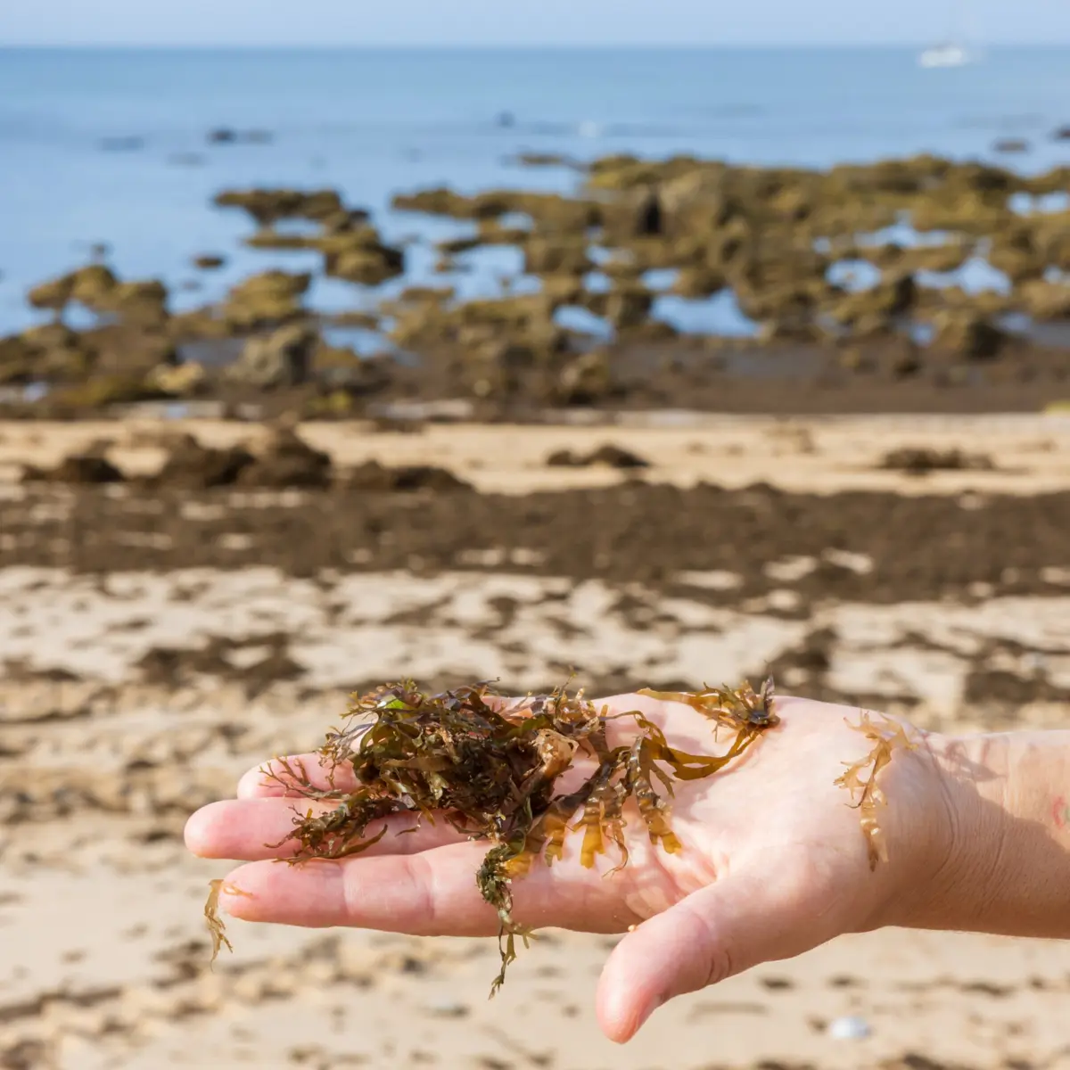 Macroalga invade praias de Cascais e do Algarve