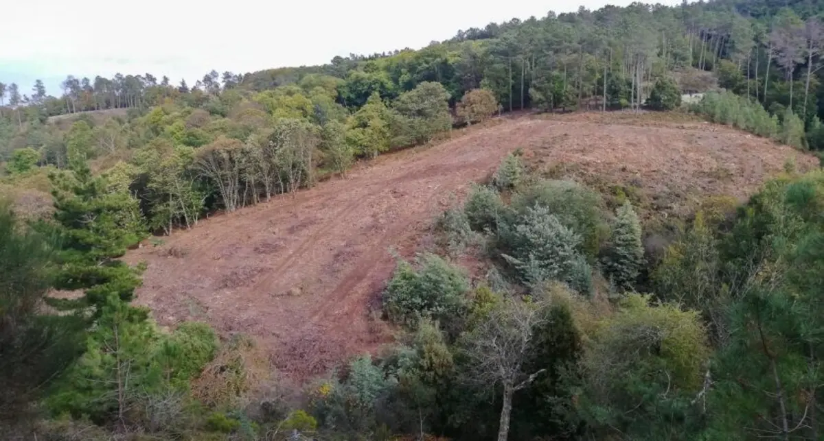 São 142 hectares de floresta que têm sido dizimados