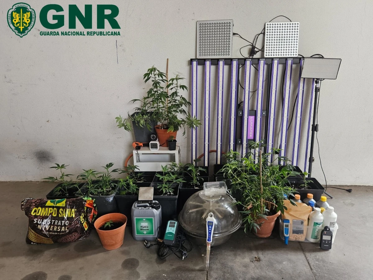 GNR desmantelou estufa artesanal de canábis e deteve Idoso