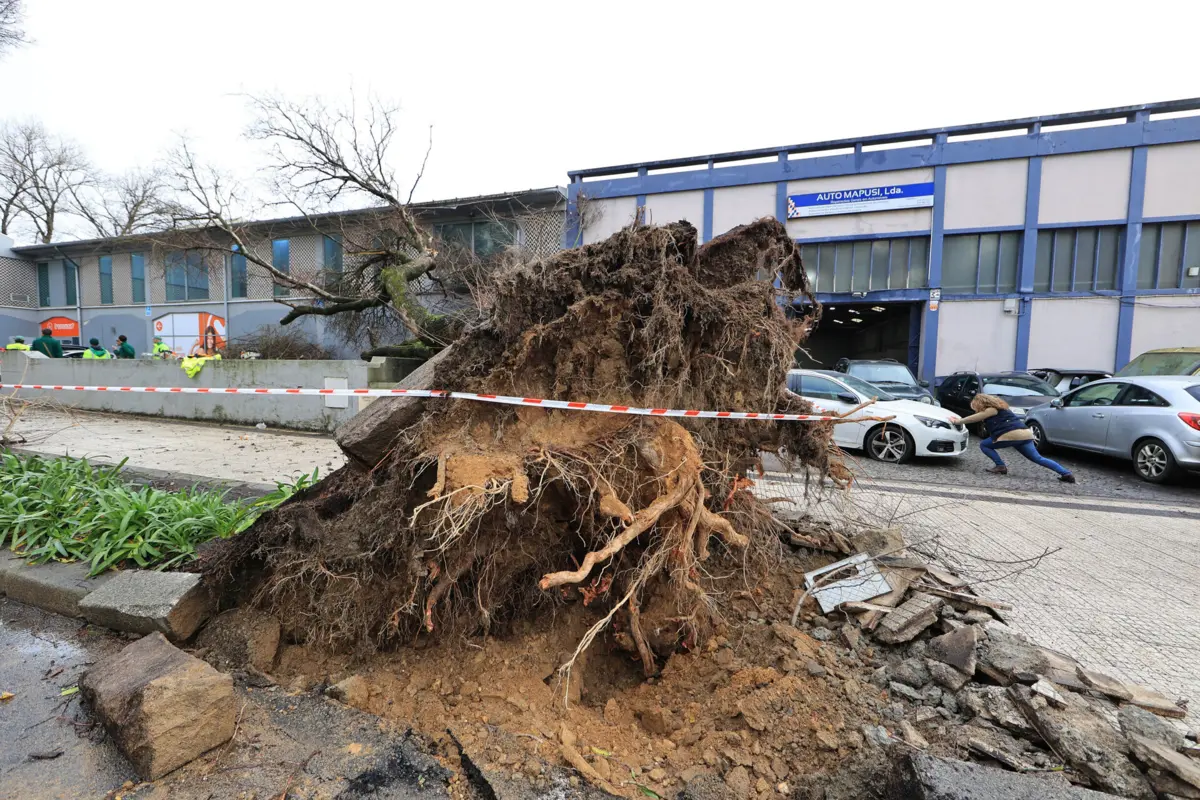 Maioria das ocorrências relacionadas com queda de árvores e de estruturas