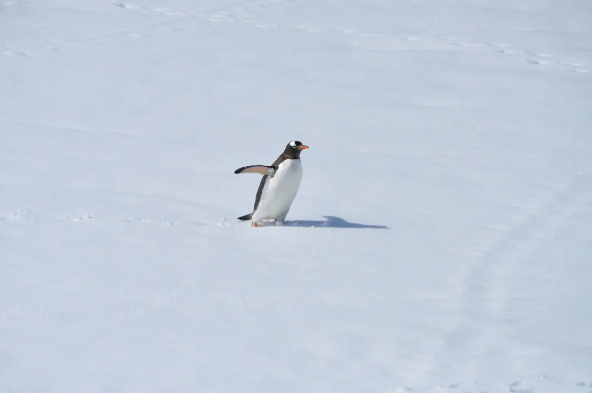 Imagem de contexto do artigo Excremento de pinguins pode ajudar a reduzir efeitos das alterações climáticas na Antártida