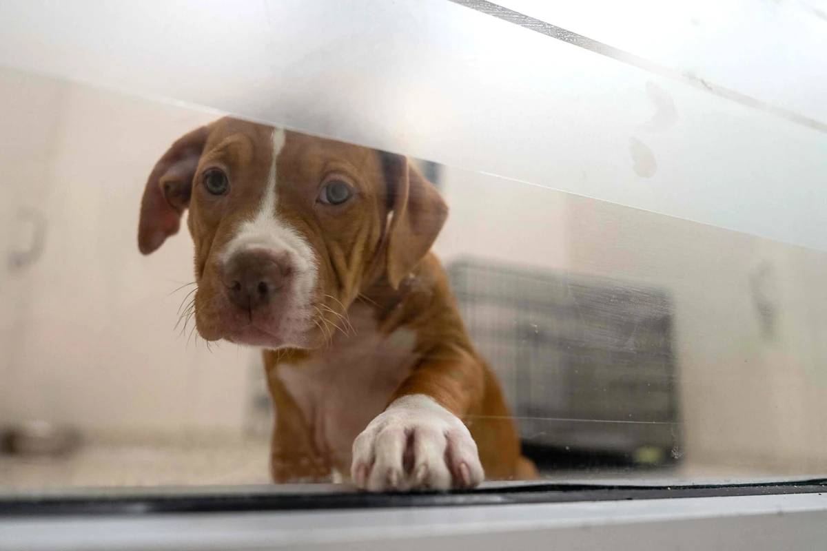 Imagem de contexto do artigo Cães compreendem palavras mesmo que não sejam ditas pelos donos