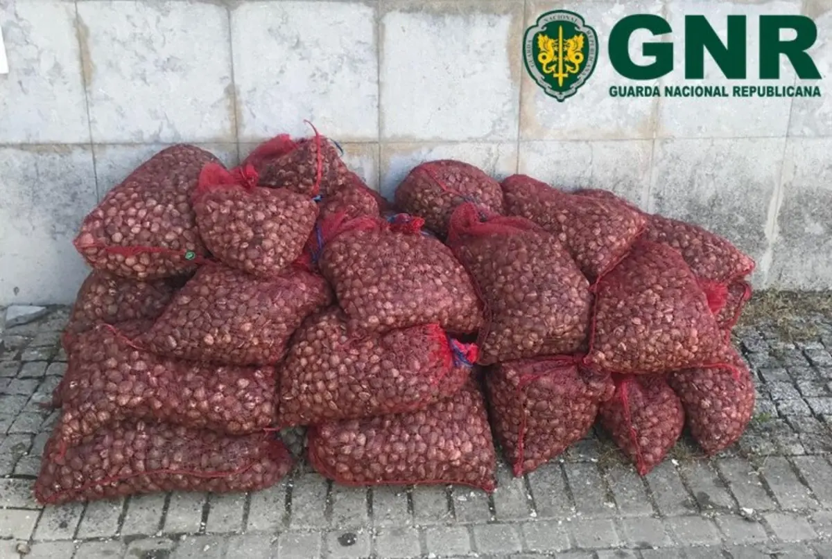 Amêijoas apreendidas pela GNR vão ser destruídas
