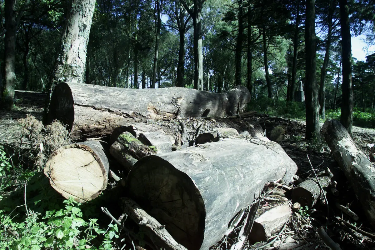 Homem foi condenado por conduzir camião carregado de madeira, sem a documentação legal necessária para o transporte