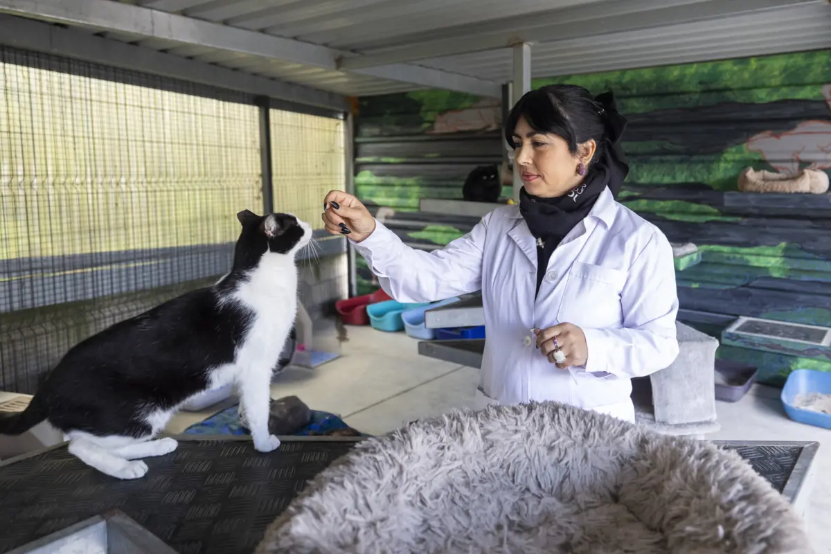 Apesar da adoção ser o grande objetivo, a veterinária sublinha a importância de ser um “ato responsável” e não “impulsivo”