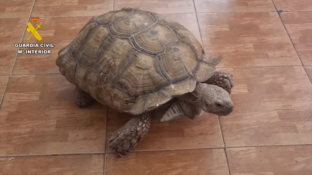 Muitas das espécies detetadas eram provenientes de Portugal