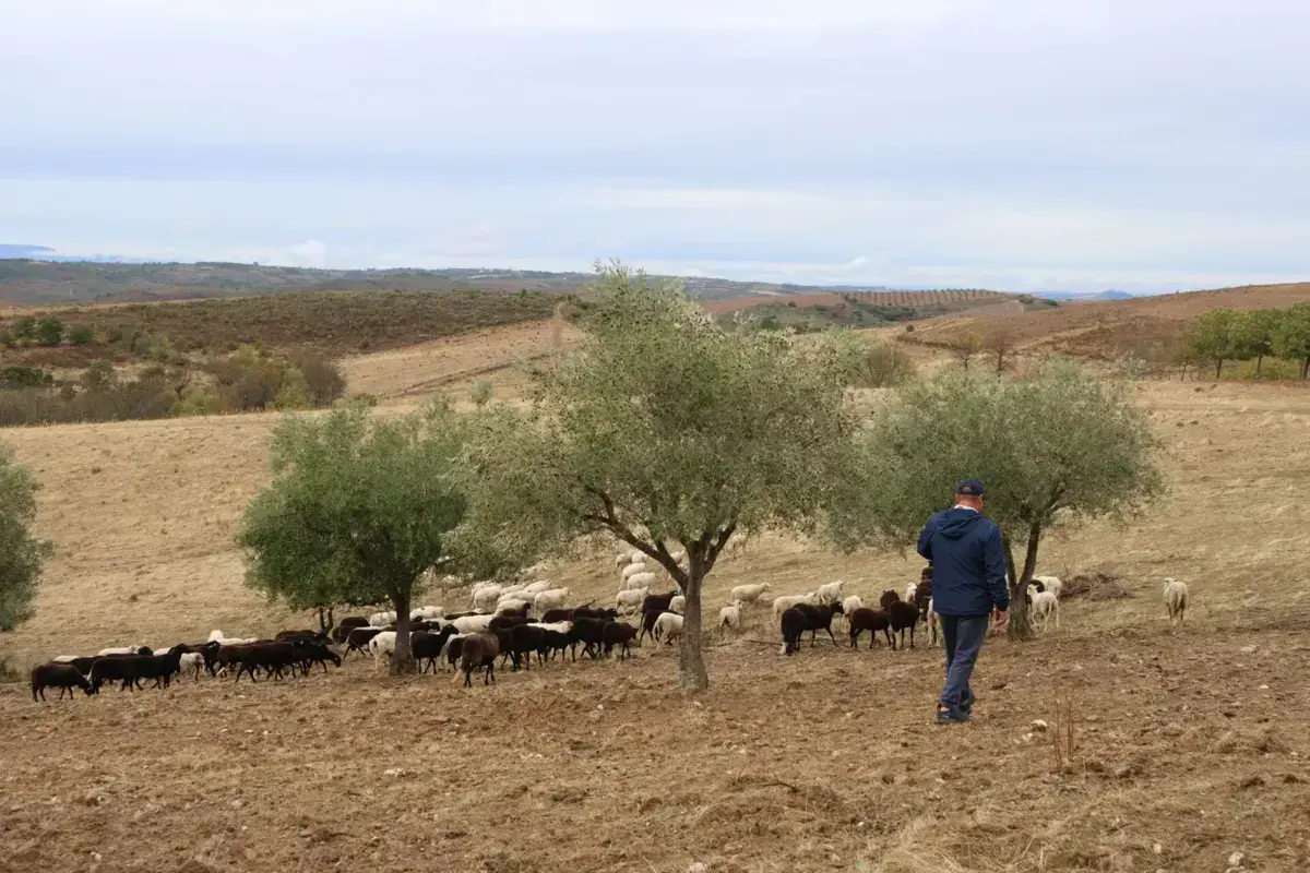 Imagem de contexto do artigo CIM Terras de Trás-os-Montes apoia criação de 78 postos de trabalho