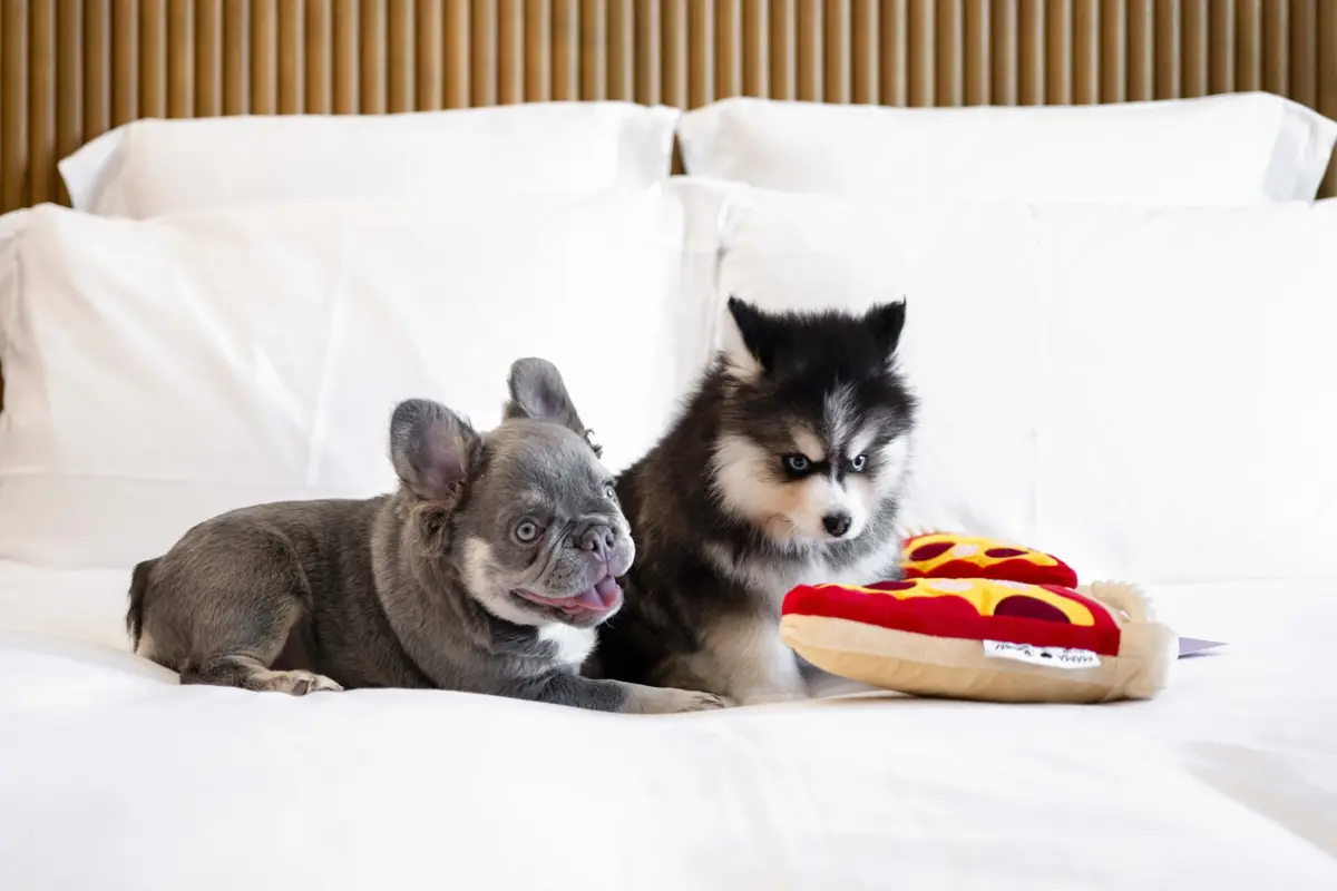 Imagem de contexto do artigo Hotéis pet-friendly: relaxar no coração da capital, no Mama Shelter