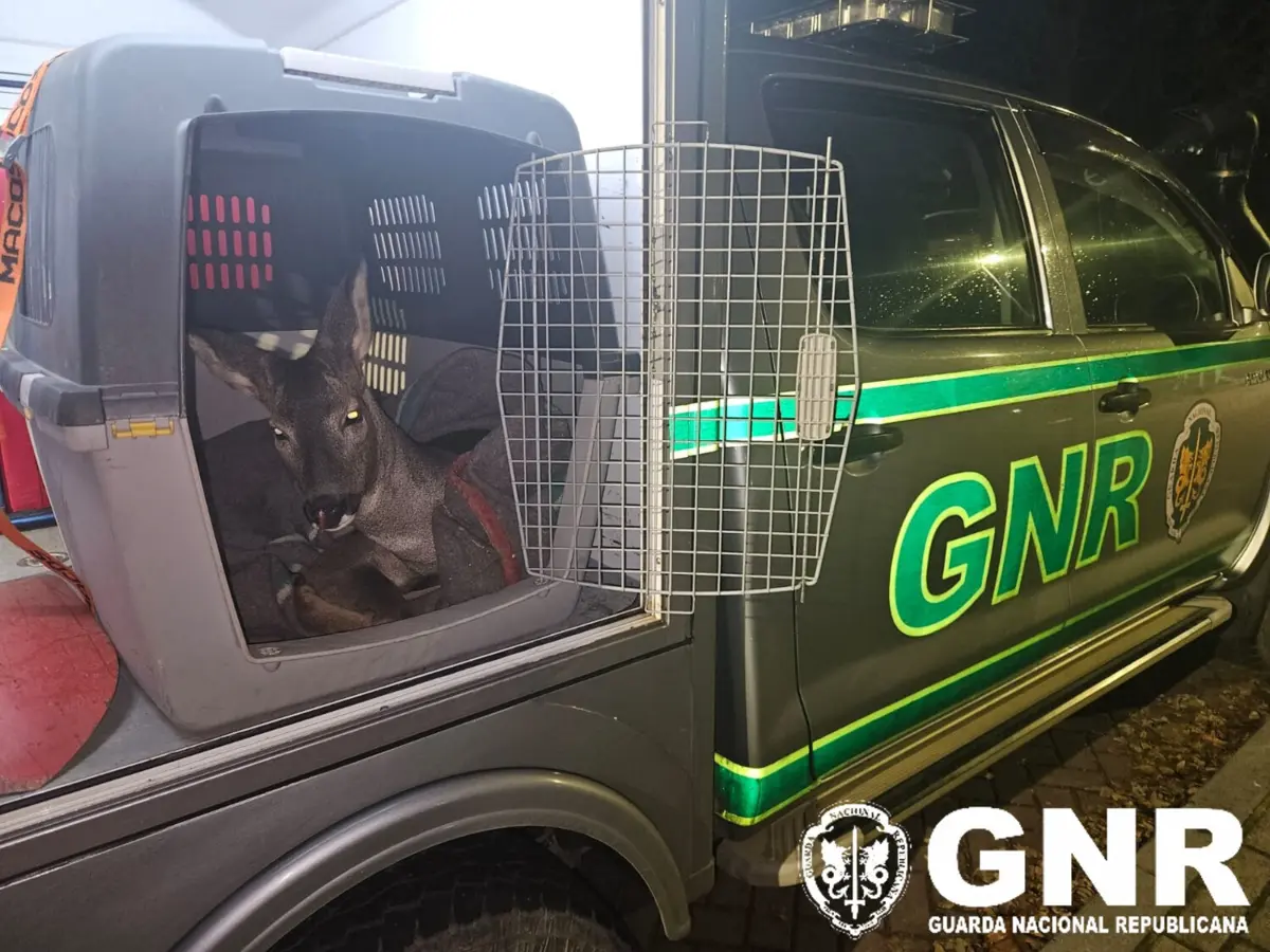 Imagem de contexto do artigo GNR resgata corço atropelado em Vinhais