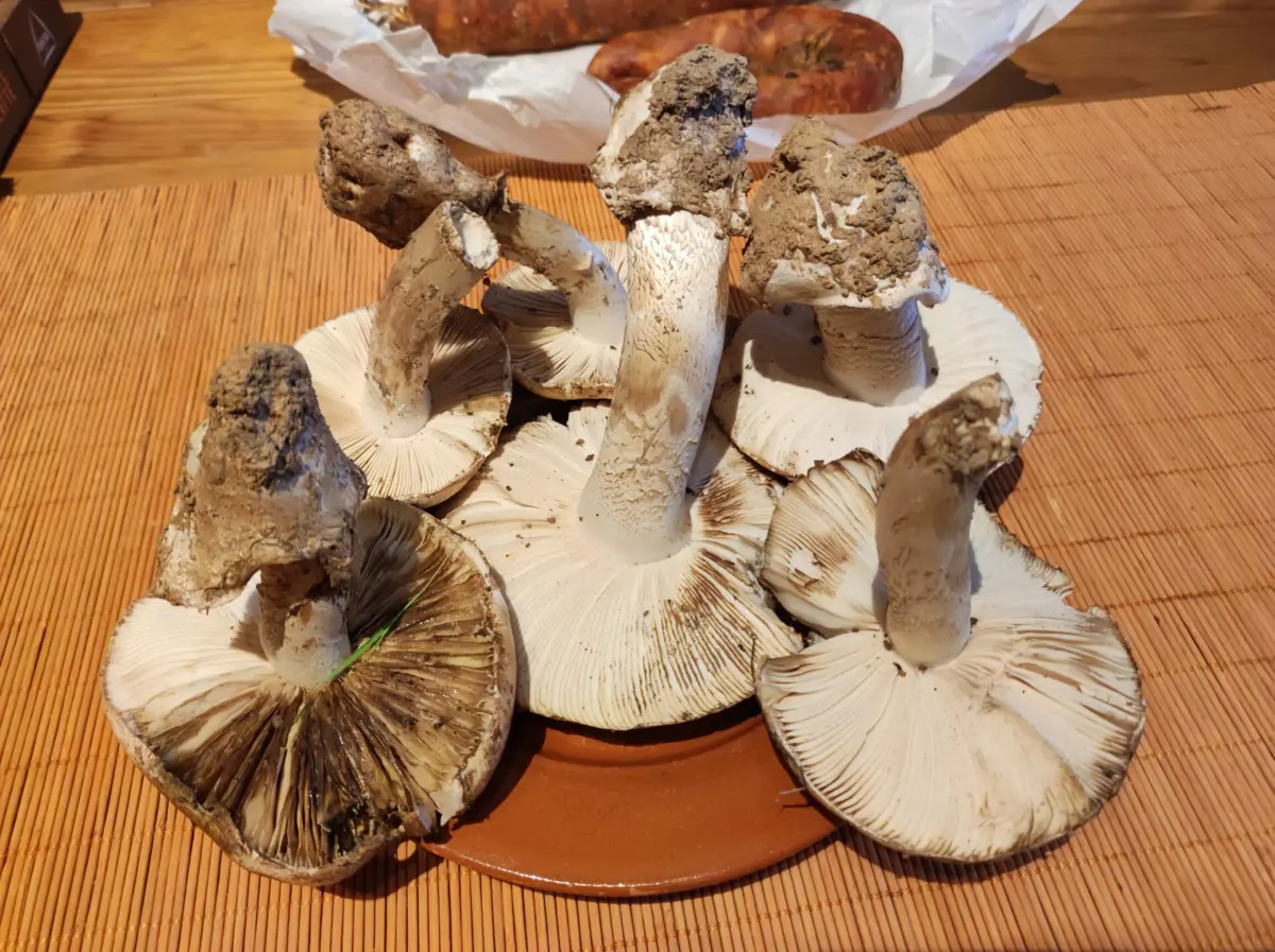 A silarca é um dos maiores símbolos e recursos da região