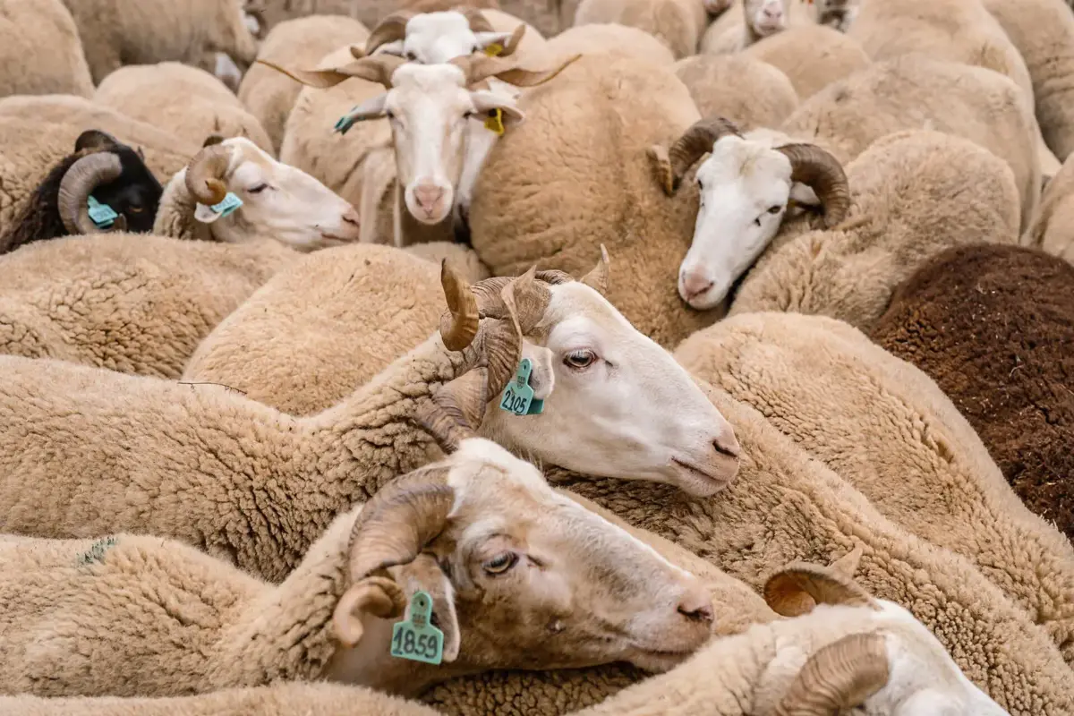 Em pouco mais de duas semanas, no concelho de Miranda do Douro, foram reportados três ataques, um ocorrido na madrugada do passado sábado, em Genísio, que resultou em 10 ovelhas mortas e 11 feridas