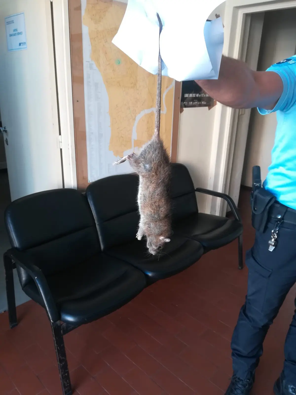 Animal foi capturado