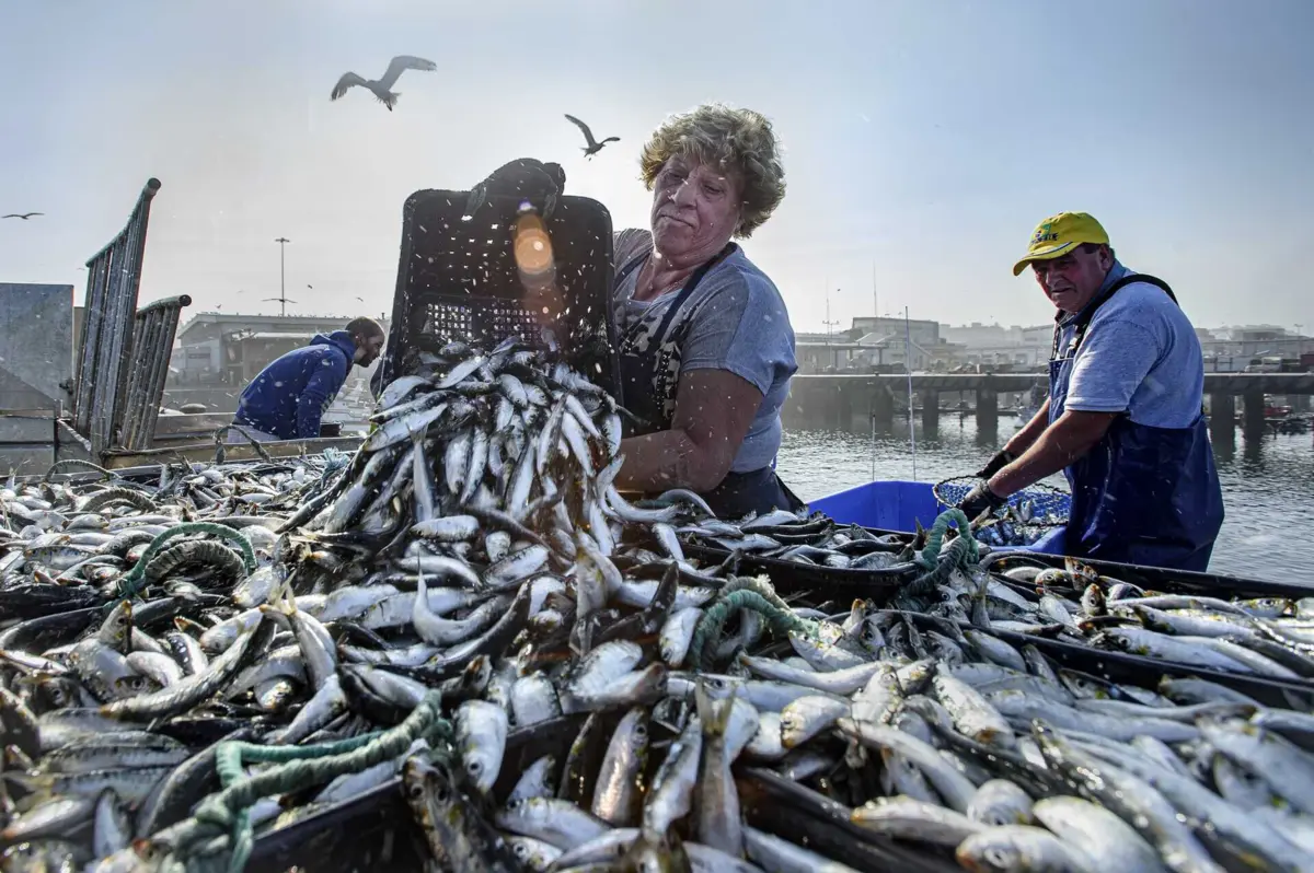 Imagem de contexto do artigo Biqueirão, o peixe que é o novo "ouro" dos pescadores do Norte