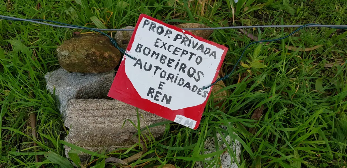 Imagem de contexto do artigo REN está a arrancar eucaliptos e a plantar espécies autóctones