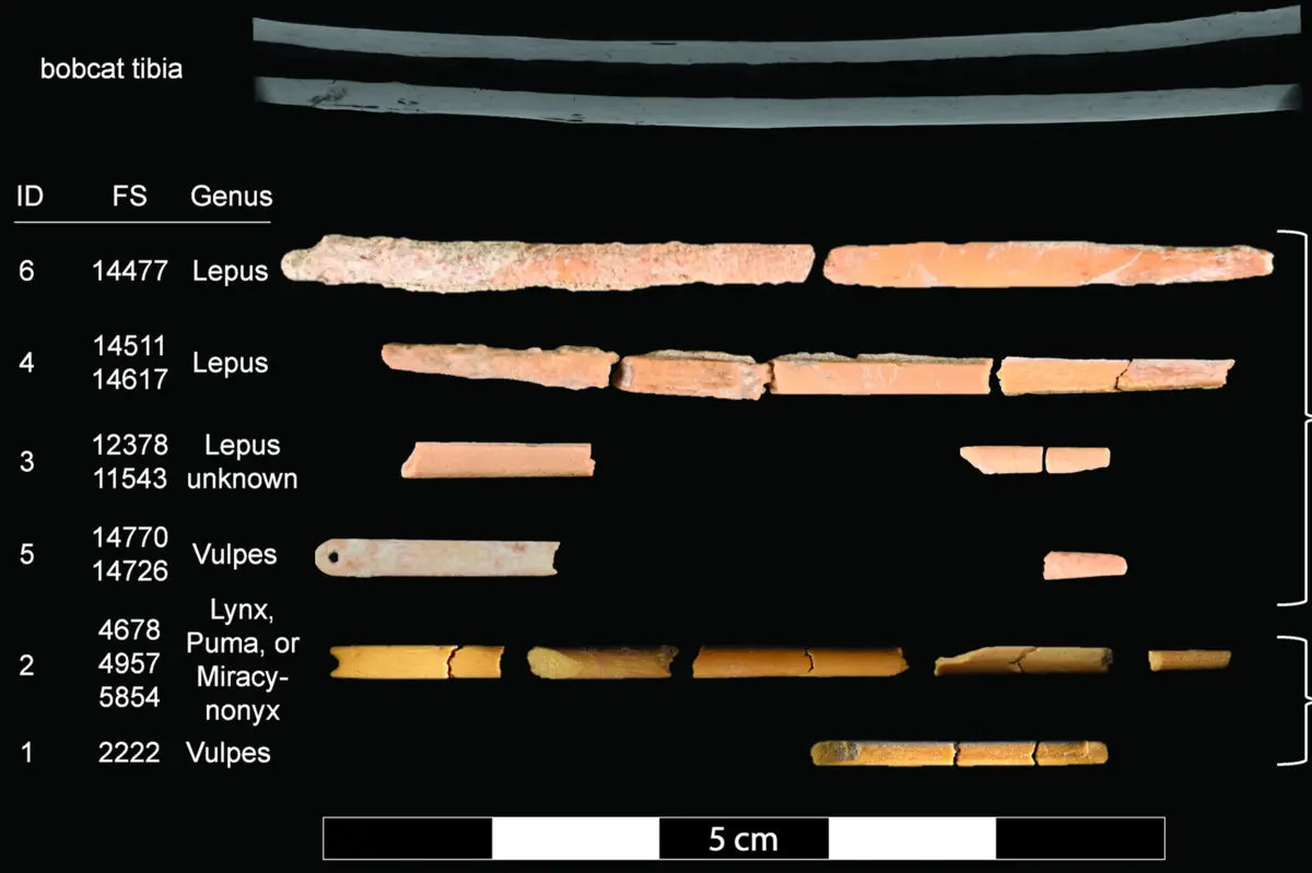 Agulhas feitas de ossos foram utilizadas na confeção de peças de vestuário que permitiram a dispersão dos humanos modernos