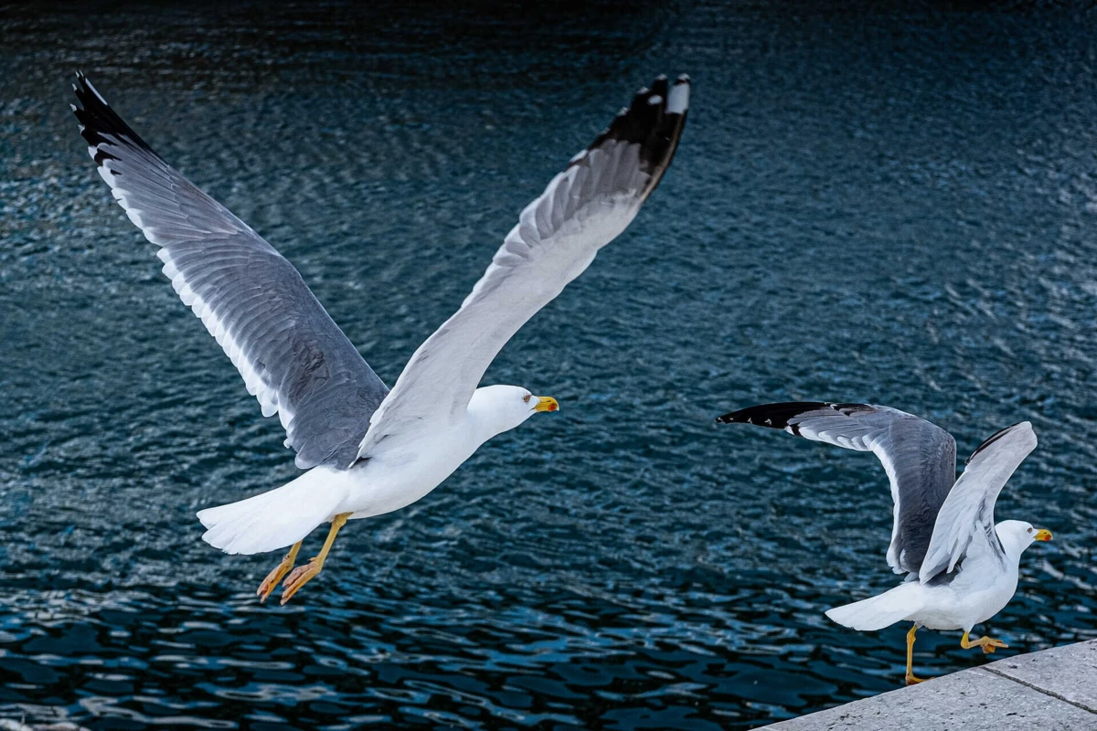 Foi detetada a gripe das aves numa gaivota na Lourinhã