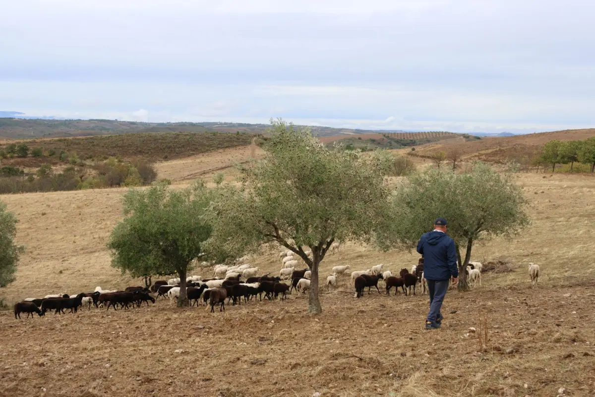 Parte dos apoios destinam-se ao desenvolvimento agrícola da região