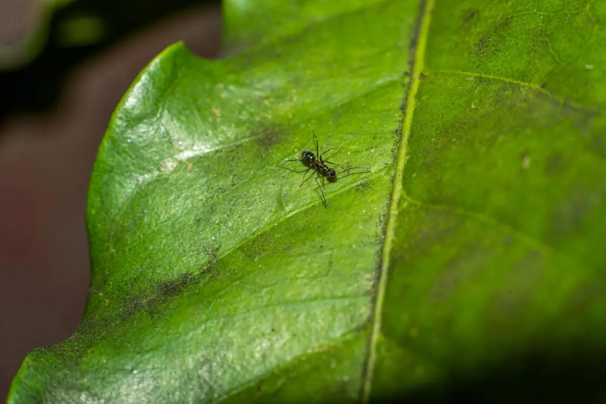 As formigas transportam bactérias do ácido láctico e acético que ajudam a coagular os produtos lácteos
